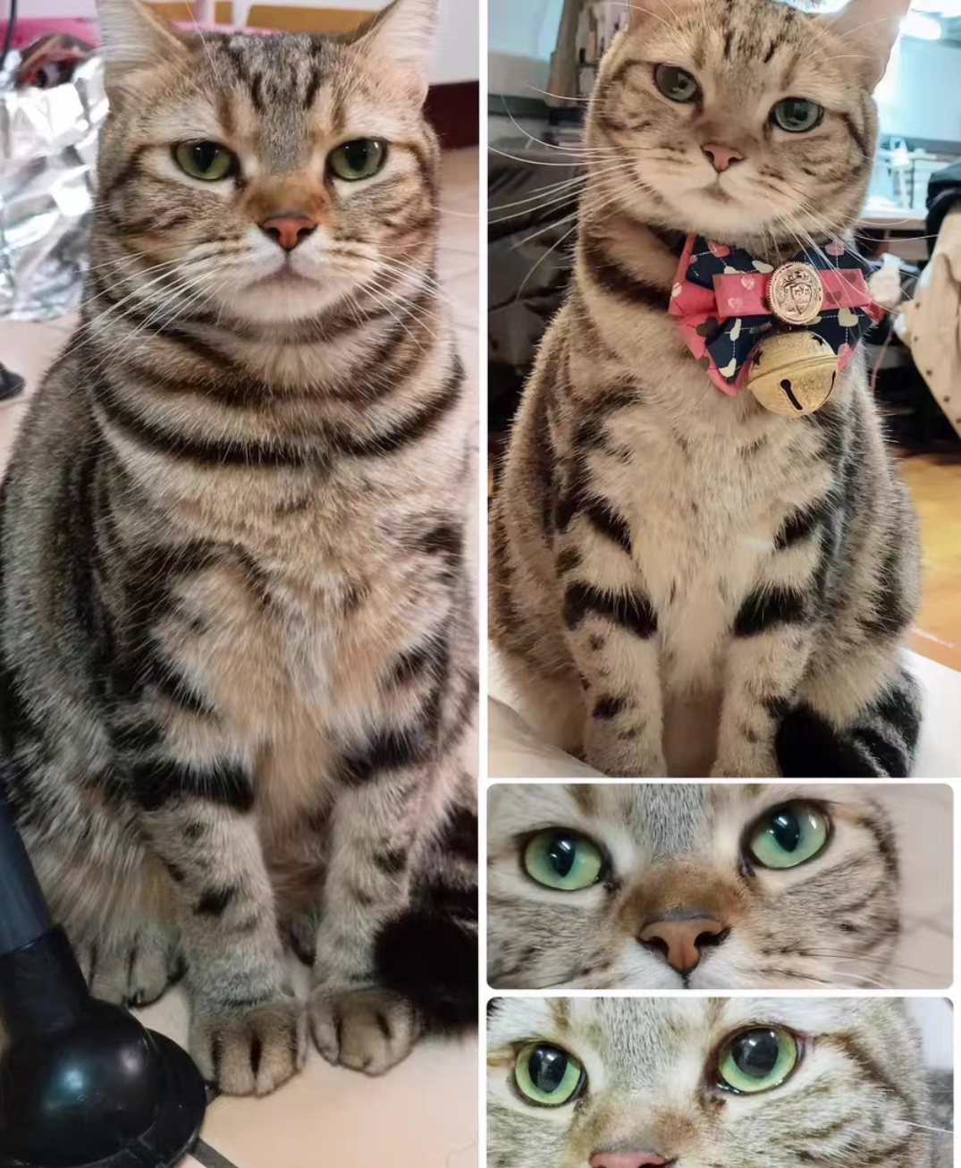 Full Body Figurine-Cat