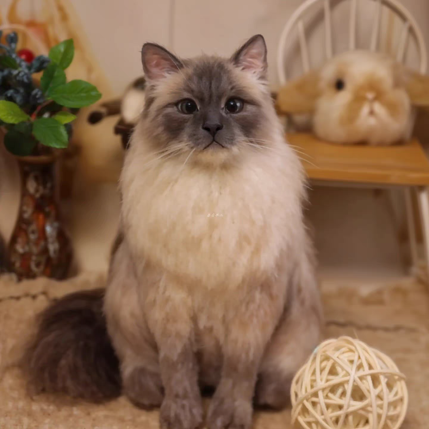 Full Body Figurine-Cat