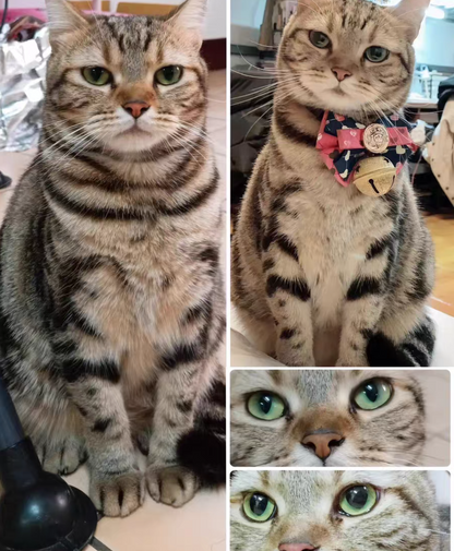 Full Body Figurine-Cat