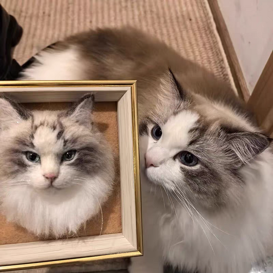 Framed Pet Portrait-Cat